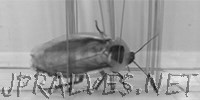 Cockroach-inspired robot uses body streamlining to negotiate obstacles