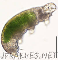 Recovery and reproduction of an Antarctic tardigrade retrieved from a moss sample frozen for over 30 years