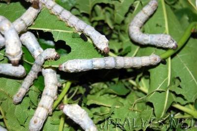 Silkworms Spin Super-Silk After Eating Carbon Nanotubes and Graphene