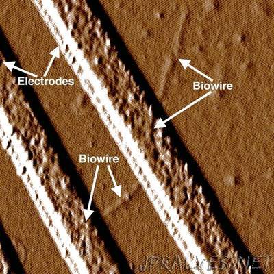 UMass researcher says all-natural 'wire' discovery could replace man-made electronic connectors