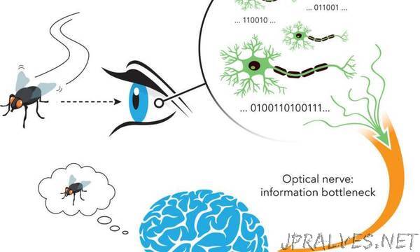 Unifying the theories of neural information encoding
