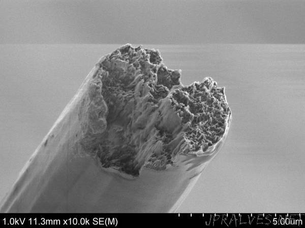 World's strongest bio-material outperforms steel and spider silk