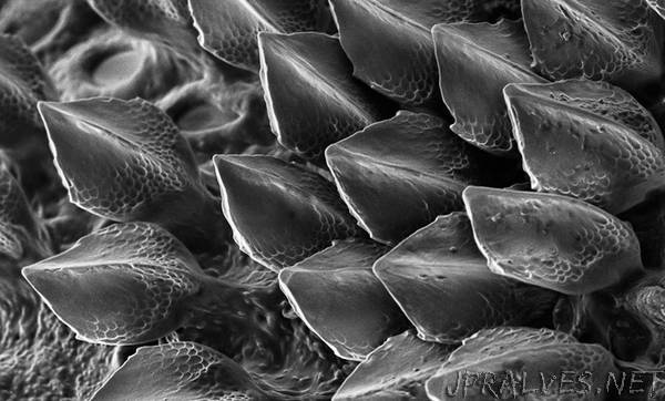 Codebreaker Turing's theory explains how shark scales are patterned