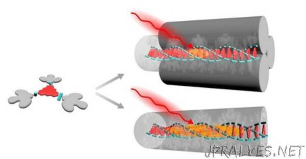 Transporting energy through a single molecular nanowire