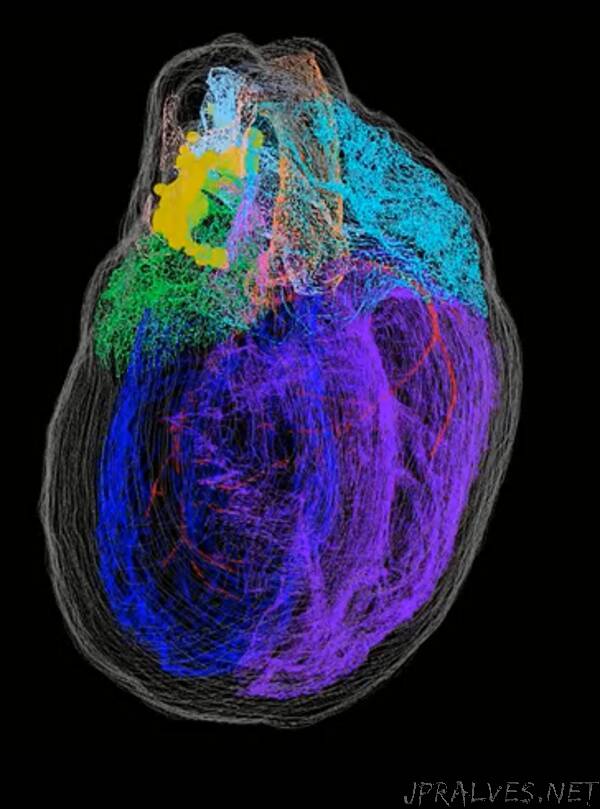 The First 3D Map of the Heart’s Neurons
