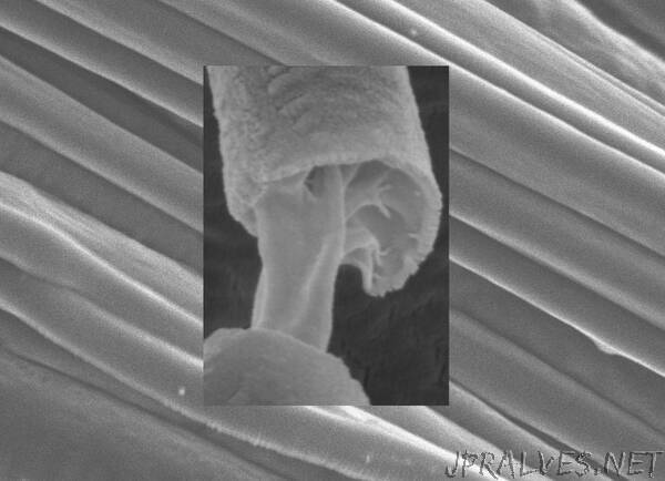 Layer of Strength, Layer of Functionality for Biomedical Fibers
