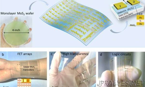 Flexible and transparent electronics fabricated using a two-dimensional semiconductor