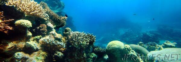 New Research Examines 3D Coral Printing Possibilities