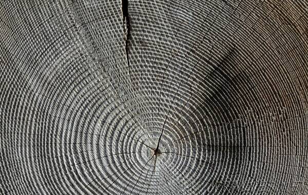 Pioneering new process creates versatile moldable wood