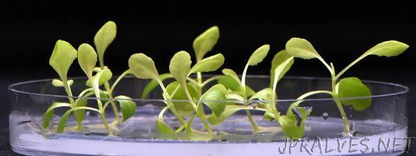 Artificial photosynthesis lets us grow plants in total darkness