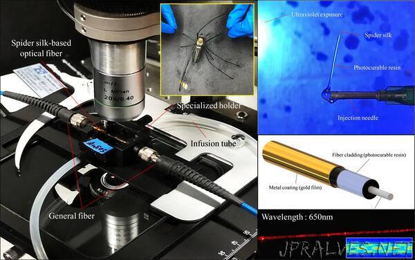 Researchers Create Biosensor by Turning Spider Silk into Optical Fiber