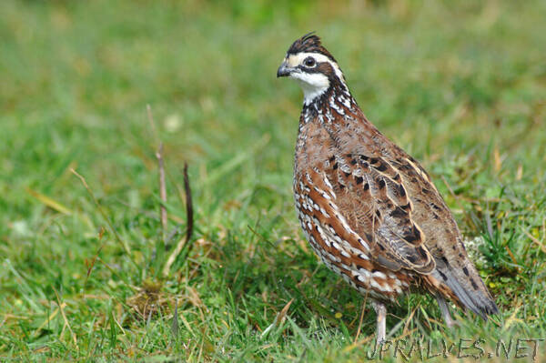 AI answers the call for quail information