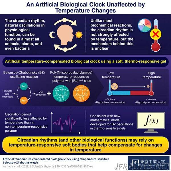 Mimicking an Enigmatic Property of Circadian Rhythms through an Artificial Chemical Clock