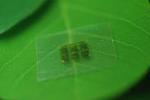 A new kind of wood chip: collaboration could lead to biodegradable computer chips