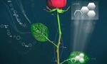 Team develops ‘electronic plants’