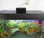 Fish Feeder Arduino Raspberry Pi Link