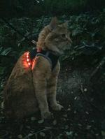 Make an LED Cat Harness