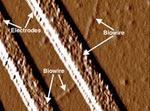 ‘Green’ Electronic Materials Produced with Synthetic Biology