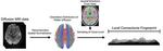 Researchers Develop Way To “Fingerprint” the Brain