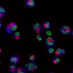 Deep Learning Helps Scientists Keep Track of Cell’s Inner Parts