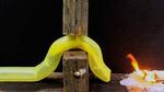 Stanford researchers develop a new type of soft, growing robot