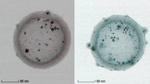 New microscopy method offers one-shot 3D imaging of nanostructures