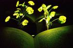 Engineers create plants that glow