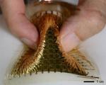Flexible and transparent pressure sensor