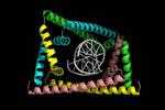 Detangling DNA replication