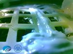 China’s Moon Plants Are Dead
