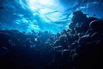 Engineers program marine robots to take calculated risks