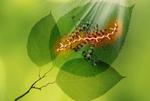 How plants expand their capacity to use solar energy