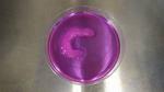 Ultrasound Aligns Living Cells in Bioprinted Tissues