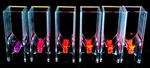 Secrets of fluorescent microalgae could lead to super-efficient solar cells