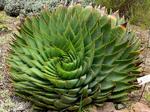 Decoding the Mathematical Secrets of Plants’ Stunning Leaf Patterns