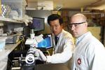 Microrobots to change the way we work with cellular material