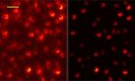 Graphene layer enables advance in super-resolution microscopy