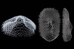 This flat structure morphs into shape of a human face when temperature changes