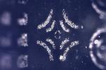 “Electroadhesive” stamp picks up and puts down microscopic structures