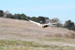 What This PigeonBot Tells Us About the Future of Flight