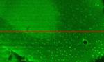 Plug-and-Play Lens Simplifies Adaptive Optics for Microscopy