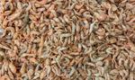 Shrimp shells to produce electrodes for large storage batteries