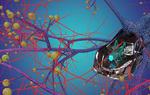 Locust swarm could improve collision avoidance