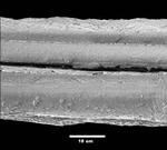 Natural fibres threaded into satellites for safer missions