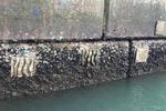 Seawalls’ marine biodiversity enhanced by eco-engineered tiles: CityU study