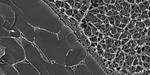 Inspired by nature, the research to develop a new load-bearing material