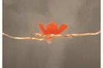 Chenfeng Ke’s Lab Turns Up the Heat on 3D Printing Inks