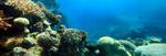 New Research Examines 3D Coral Printing Possibilities