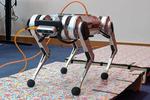 One giant leap for the mini cheetah