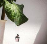 The first biodegradable version of Velcro has been created to safeguard the environment